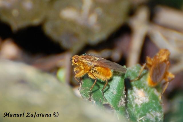 Dittero giallo oro.. Scathophaga stercoraria.